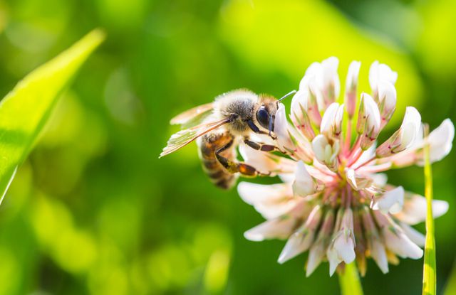 engagement environnemantal